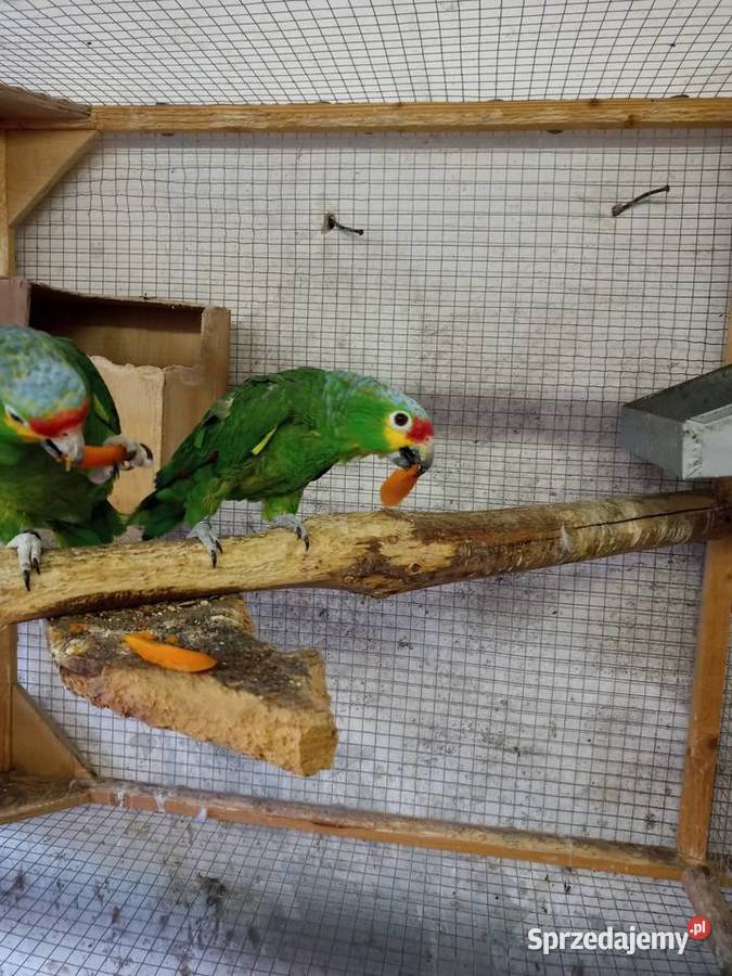 Amazonki Żółtolice Ptaki Rakoniewice