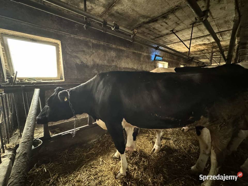 Jałówki Krowy wysoko cielne likwidacja stada Bądkowo