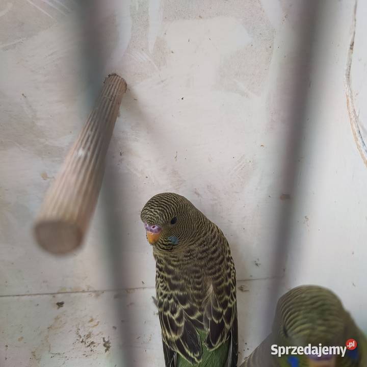 Falista Black face Zbylitowska Góra sprzedam