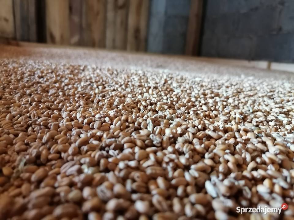 Pszenica ozima Ostroga Masłów Drugi