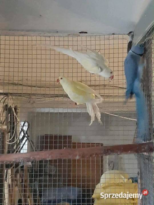 Aleksandretty obrożne różne mutacje