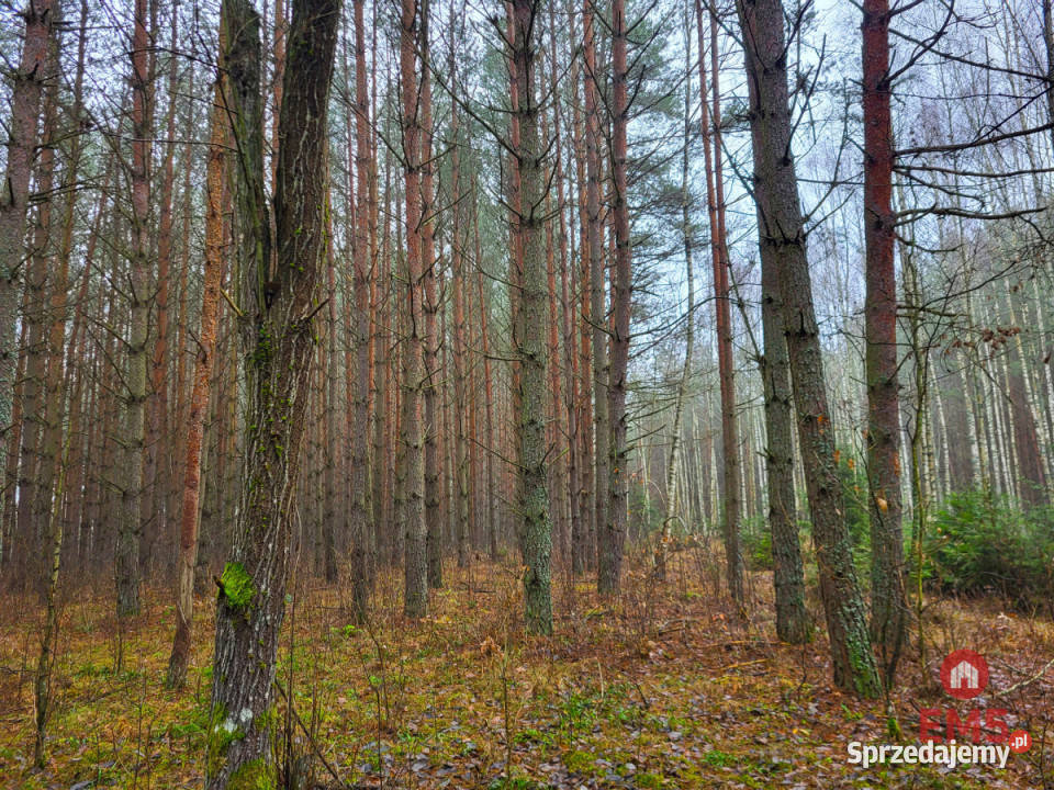 Działka 32000m2 Dubicze Cerkiewne 100m