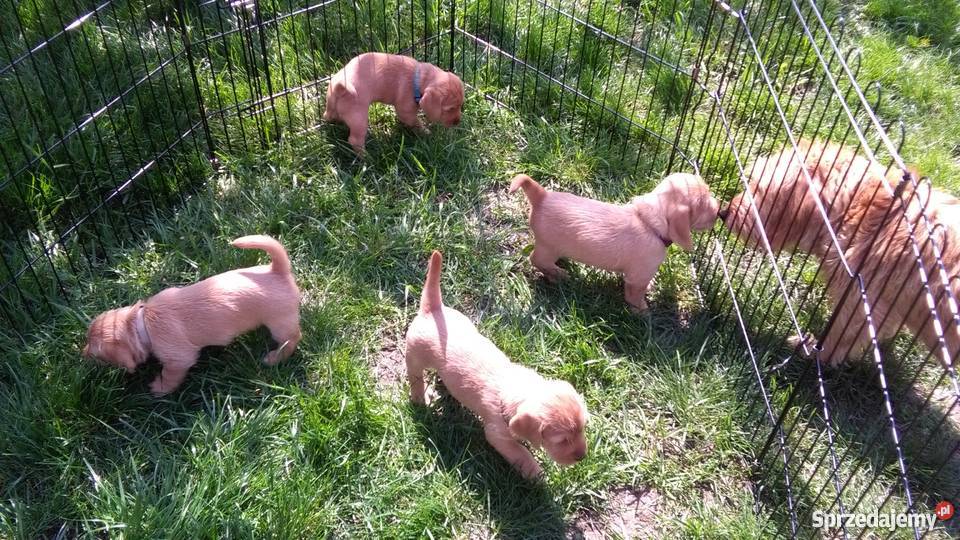 Szczenięta Basset fauve de bretagne rodowodowe Zwierzęta Cieszyn