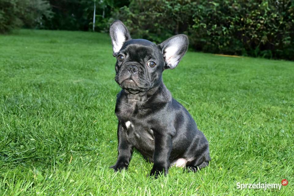 Piękne szczenięta buldoga Warszawa