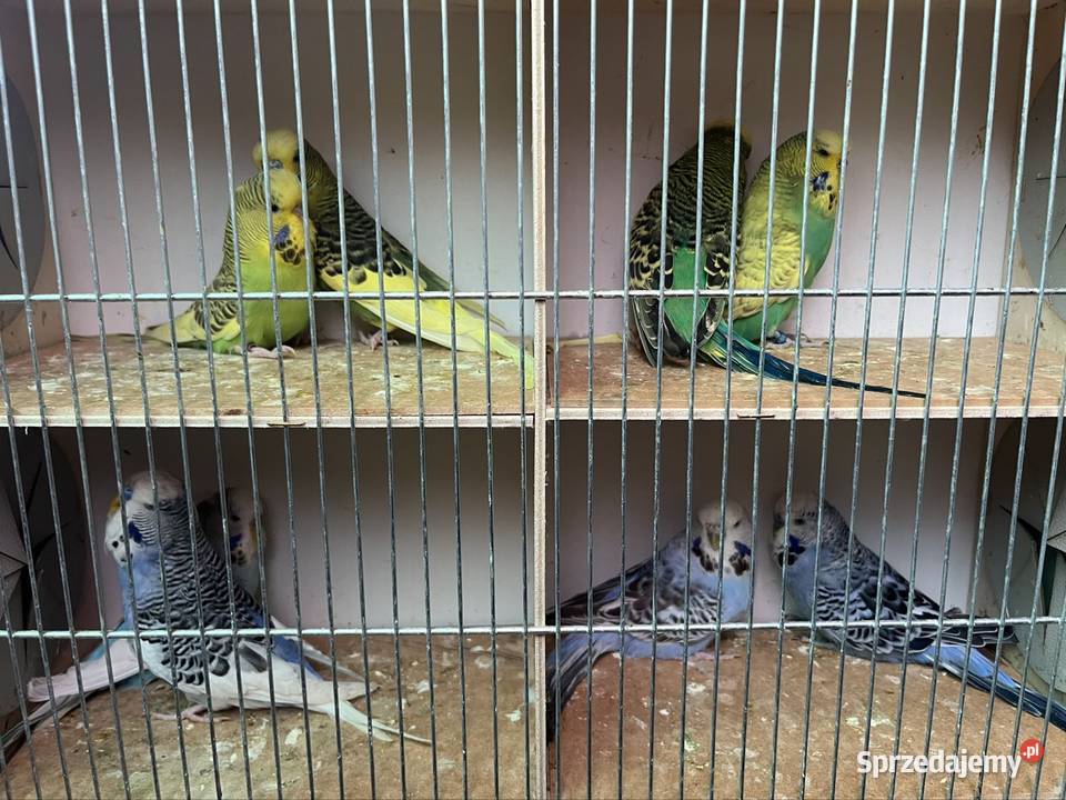 Papugi faliste Wpf Zachowice