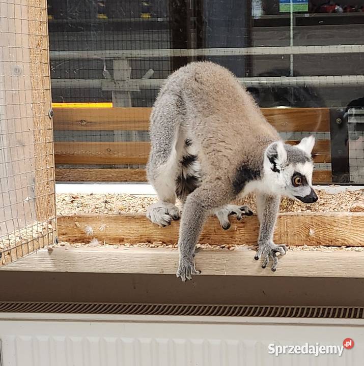 Lemur Katta młody 8 miesięcy Wałbrzych