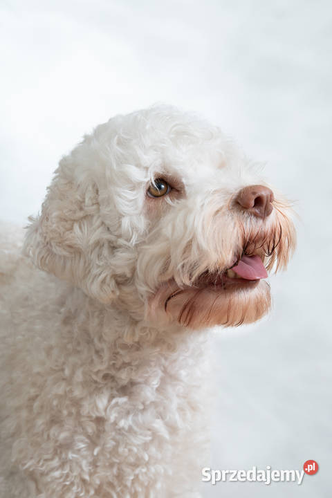 Lagotto romagnolo FCI zapowiedź miotu marzec