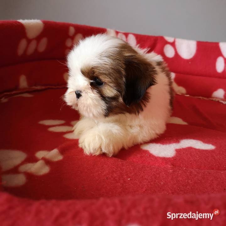 Szczenięta rasy SHIH TZU Biało Czarne Tricolor zachodniopomorskie
