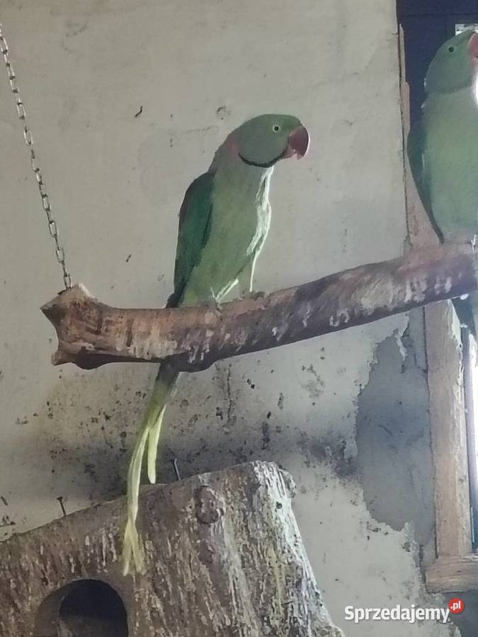 Samice wielki Chudów