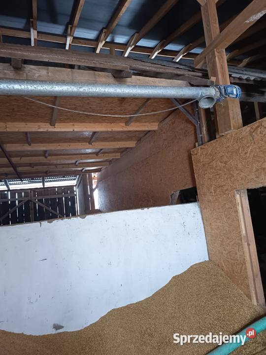 Żmijka do zboża świętokrzyskie Bukowiany