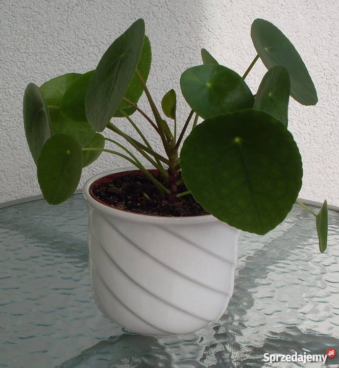 Kwiat Pieniążek odcienie zieleni Dekoracje i ozdoby