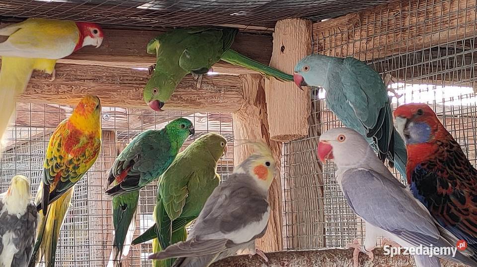 Aleksandretty i inne papugi mnichy Laski