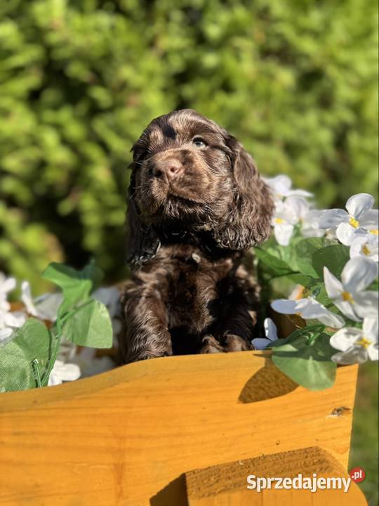 Wyjątkowy czekoladowy piesek Cocker Spaniel Warszawa