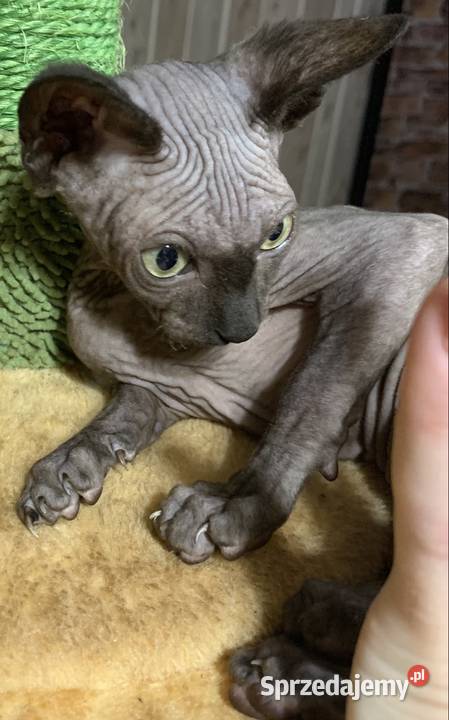 Sfinks Kanadyjski Do odbioru kocurek Rodowód Leszno