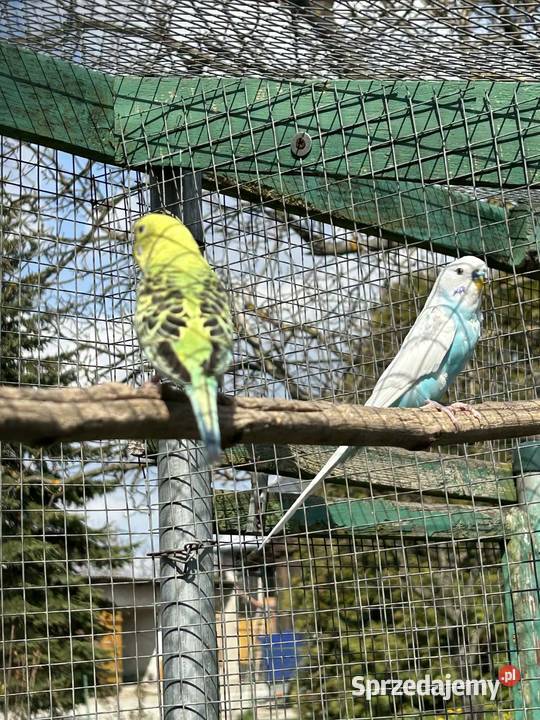 Papugi faliste Ptaki małopolskie Skała