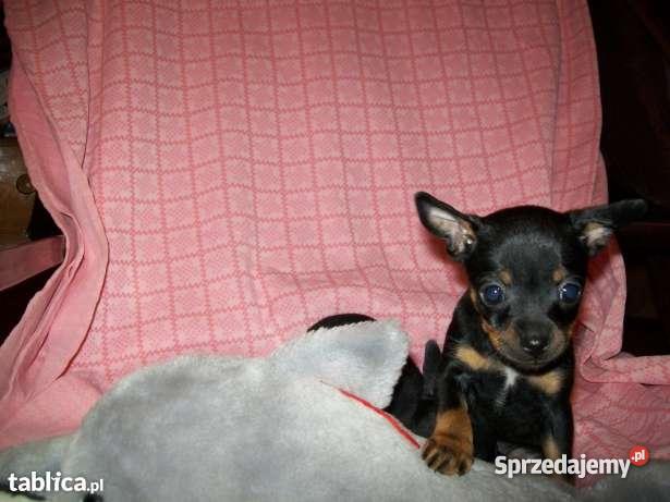 RATLEREK PINCZER MINIATURKA Kraków