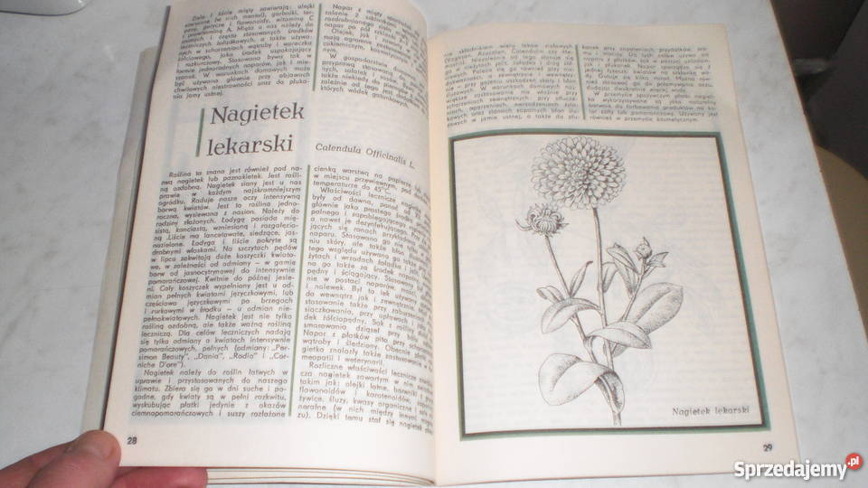 Zioła W Domu Danuta Tyszyńska Kownacka Broszurka dom i ogród Poznań sprzedam