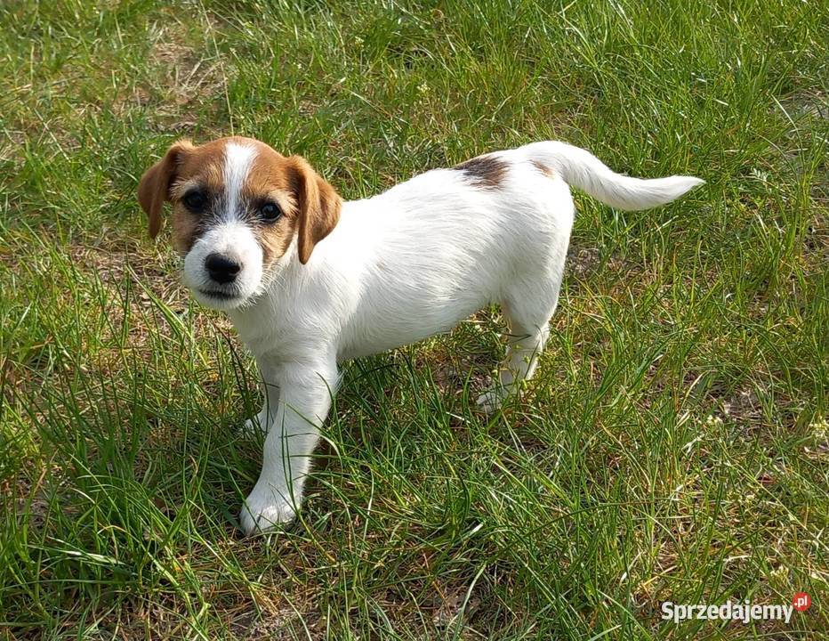 Jack Russell Terrier FCI Winnica