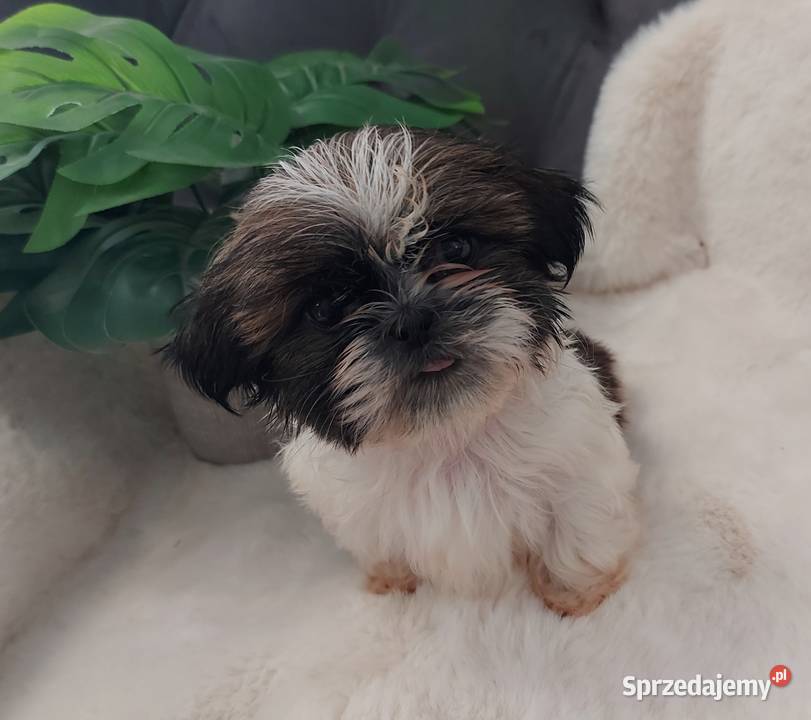 Śliczną malutka suczka shih tzu Brzeg Dolny
