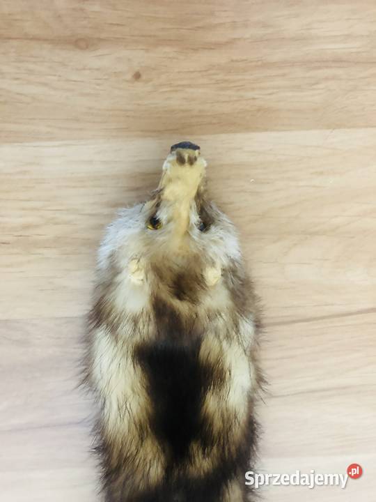 Szalik kożuszek kołnierz z tchórzofretki futerko