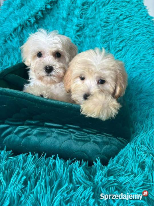 Odchowany chłopiec Maltipoo Maltańczyk x Pudel Warszawa