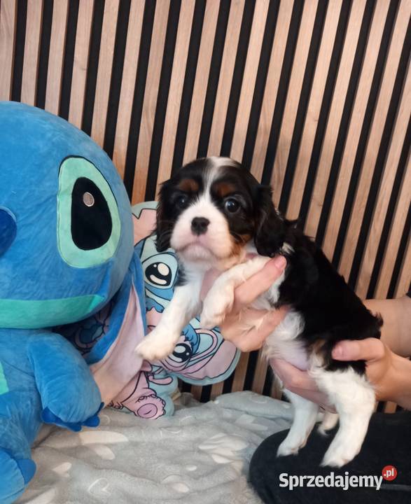 Cavalier King Charles Spaniel Strzelce Opolskie