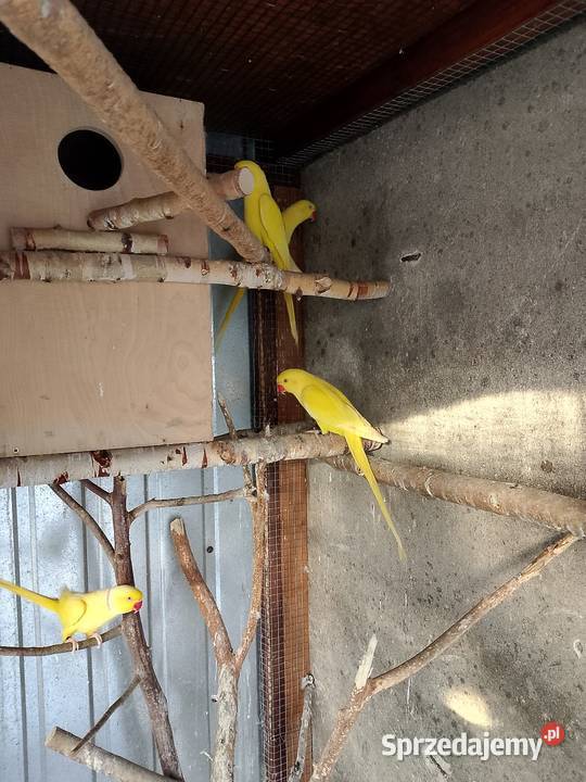 Aleksandretta obrożna lutino Tarnów