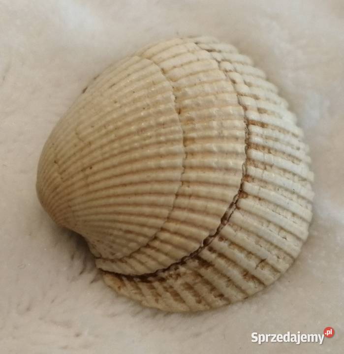 Muszla 35 68 Kreatywne śląskie Czeladź sprzedam