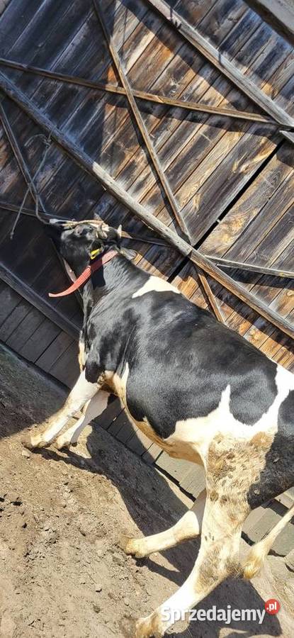 Sprzedam jałówke wysoko cielna Wojcieszków