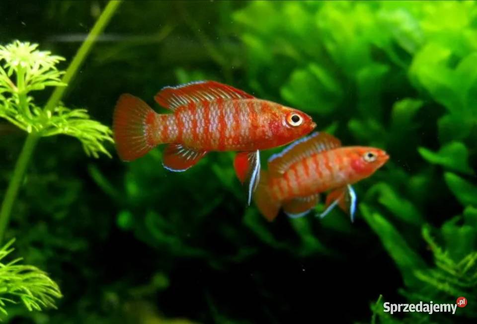 Badis bangalski RED SCARLET Dario dario WYSYŁKA sprzedam