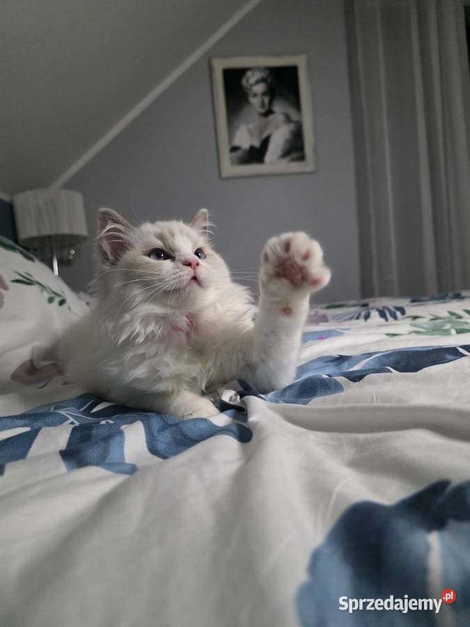 Urocza Lilly kotka hodowlana do hodowli FPL Fife wielkopolskie Uścikowo sprzedam