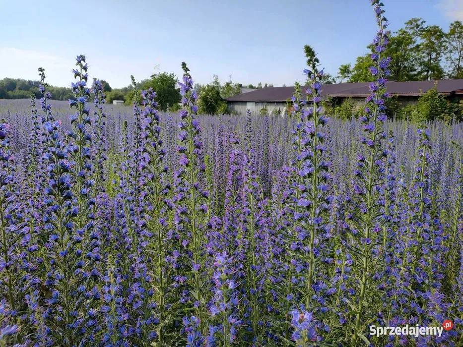 Żmijowiec zwyczajny Echium vulgare Mińsk Mazowiecki