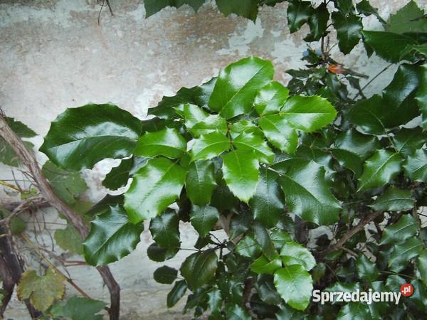 Mahonie gałązki Rośliny Sochaczew sprzedam