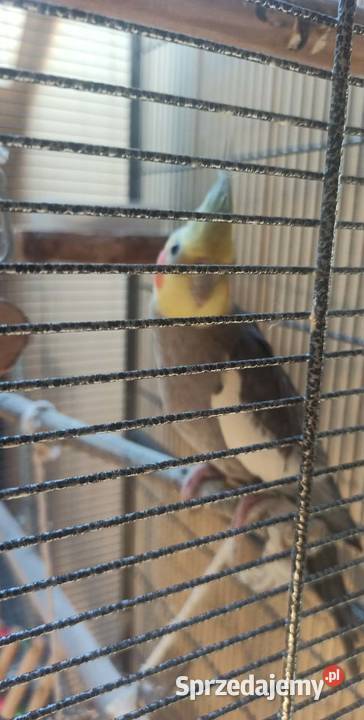 NIMFA Z KLATKĄ I AKCESORIAMI Kobyłka sprzedam