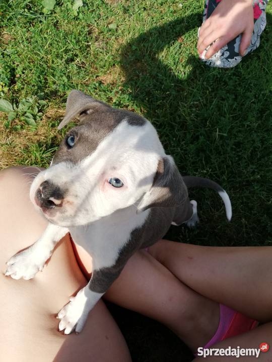 Oddam szczeniaki amstaff Sieprawki