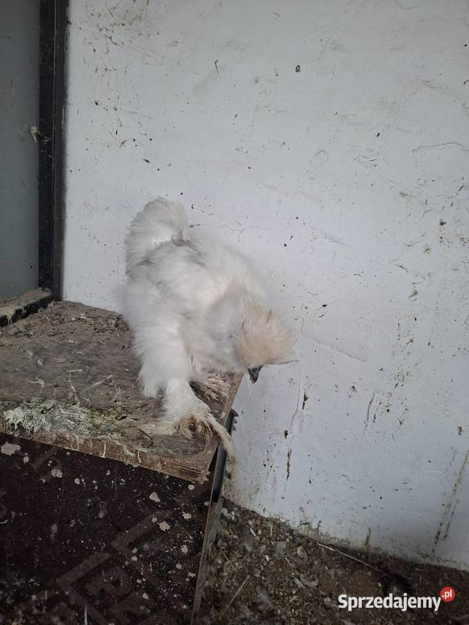 Silki sprzedam pary wielkopolskie Miejska Górka