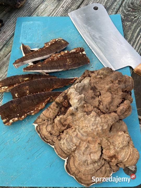 Lakownica spłaszczona Ganoderma applanatum Warszawa