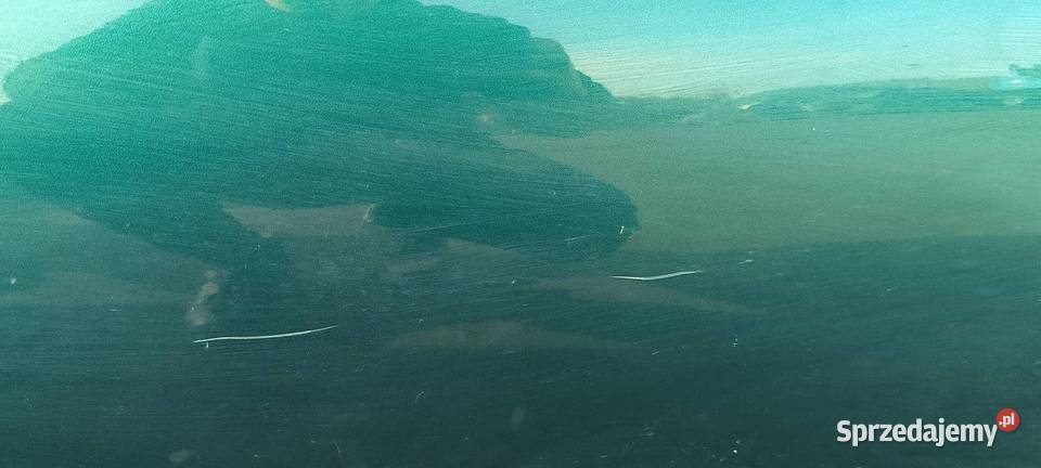 DRZWI PRAWE PRZÓD NISSAN ALMERA DV8 osobowe kujawsko-pomorskie Lipno