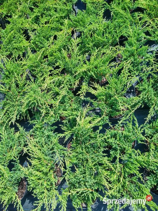 Jałowiec Płożący Prince of Wales