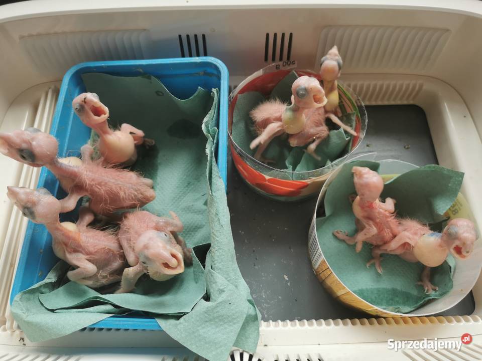Kakadu Białooka Goffini Różowa Pisklaki do Buk sprzedam