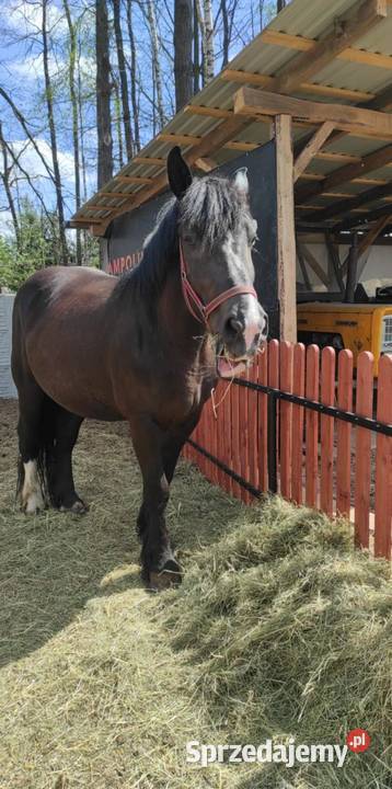 Klacz źrebna 45 letnie Majdan Sieniawski