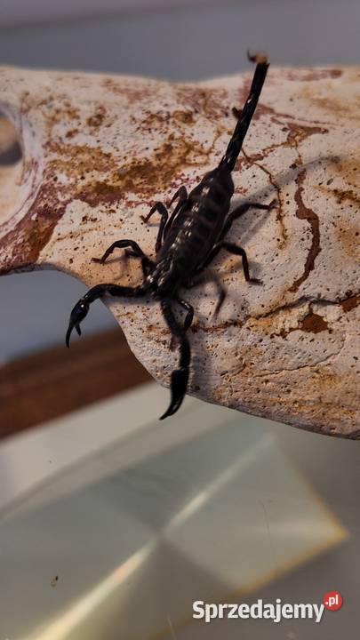 Heterometrus spinifer Olsztyn