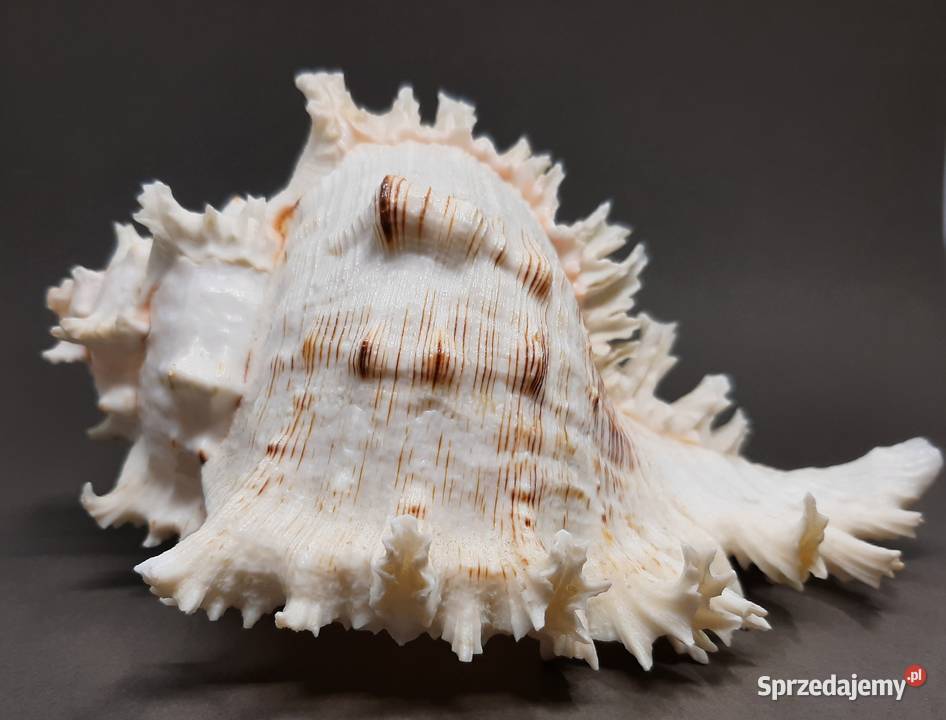 Muszla Rozkolec 1 jasny Duża lubelskie Lublin