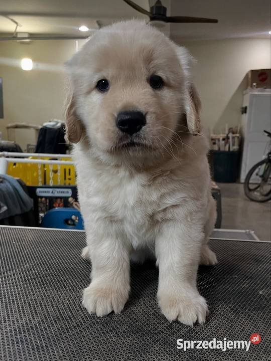 Golden Retriever gotowy do odbioru Warszawa