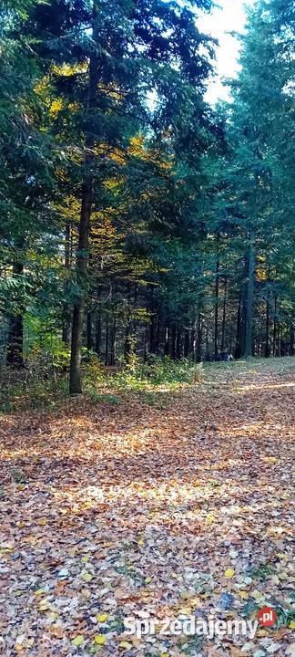 Dzialka lesna z dojazdami Sport i Wypoczynek małopolskie Andrychów
