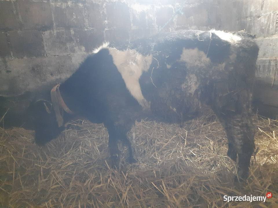 Sprzedam byka Giełda zwierząt Topczewo