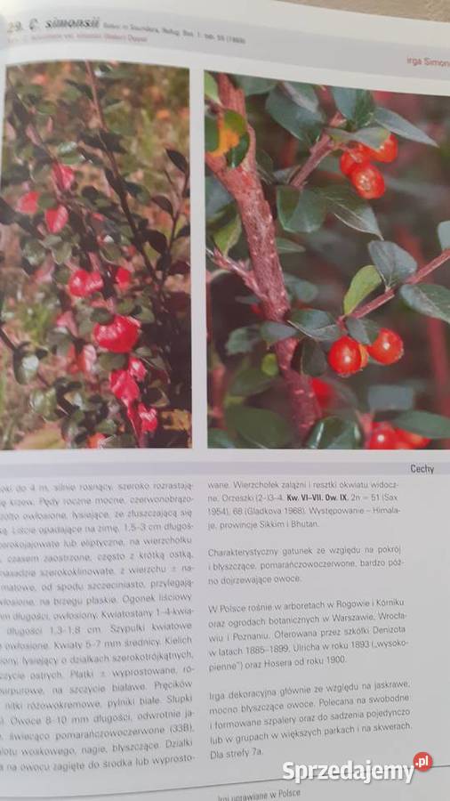 Irgi uprawiane w Polsce Szczecin