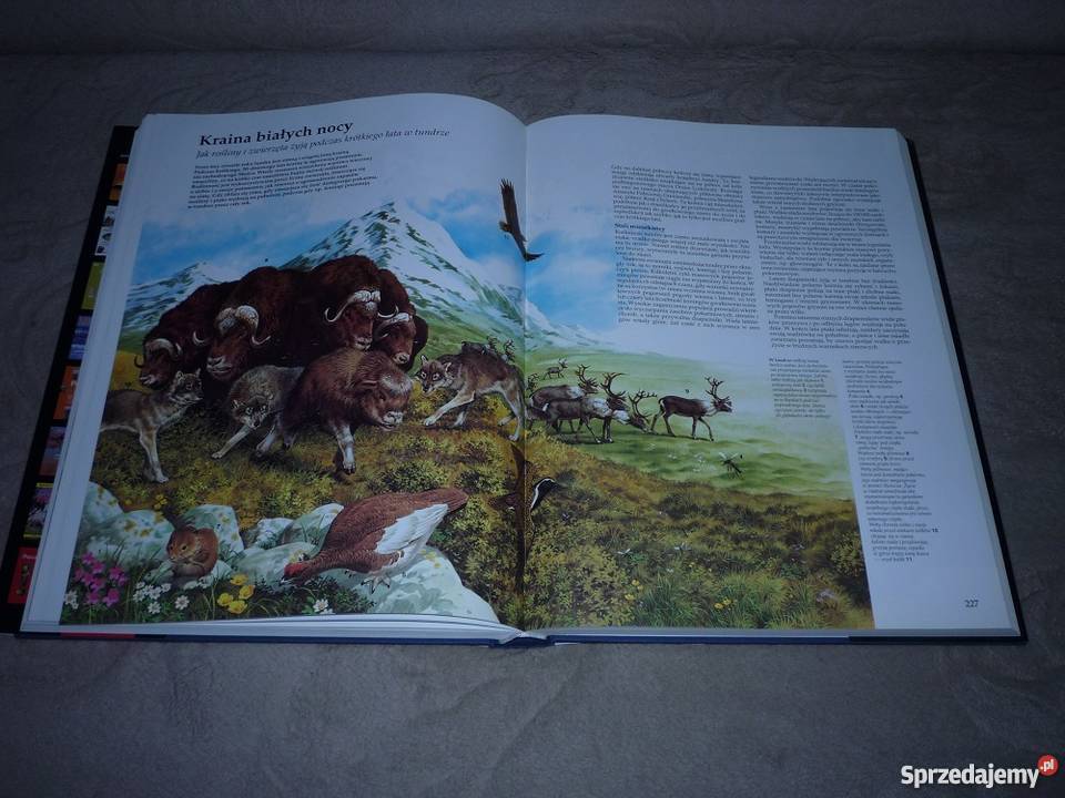 Wielki ilustrowany ATLAS ŚWIATA PASCAL Gdynia