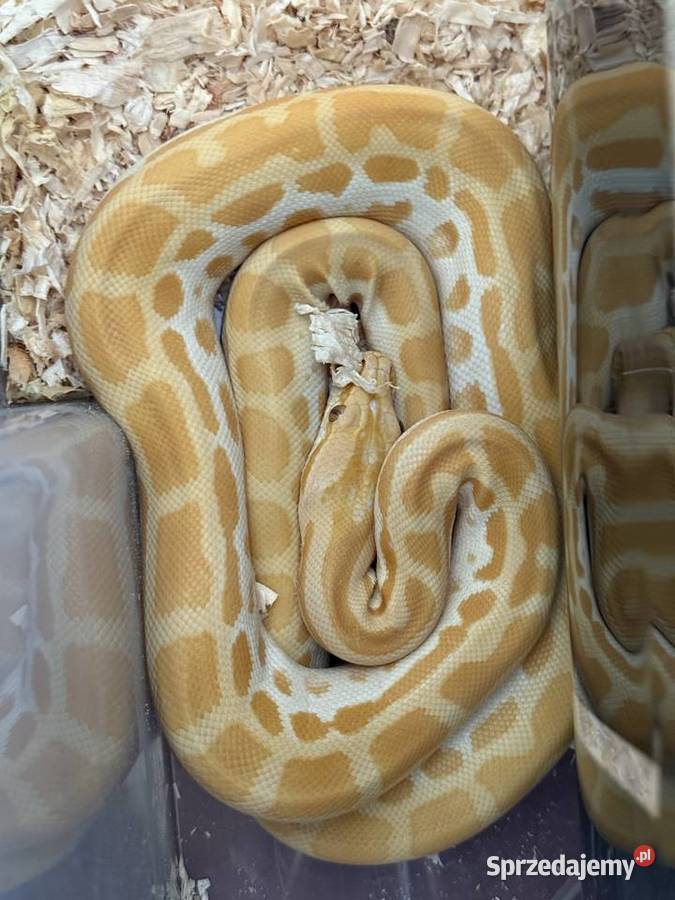 Pyton tygrysi birmański albino pastel młody 6 Zwierzęta Poznań