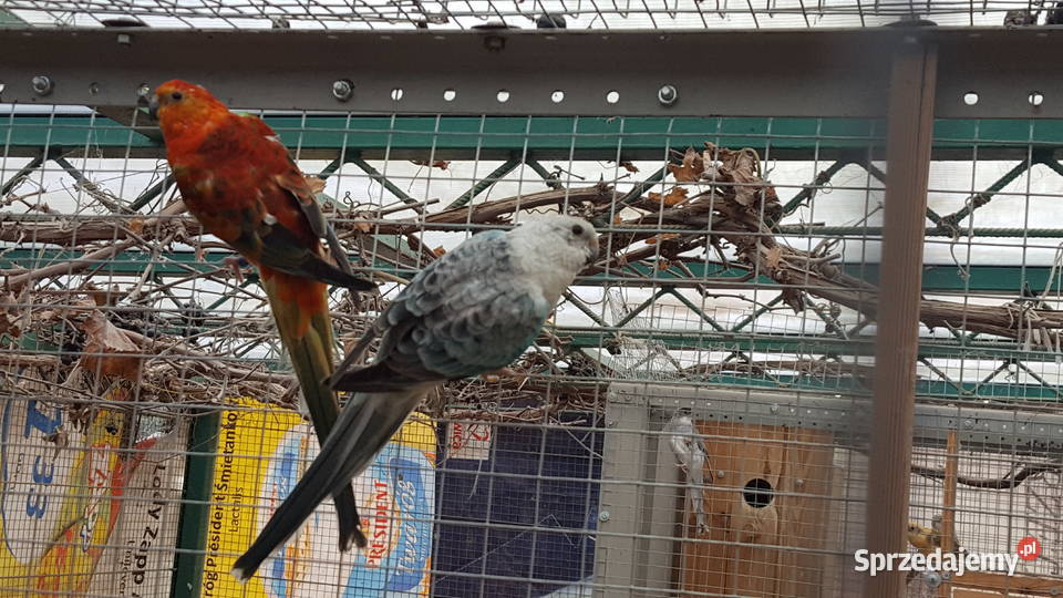 Świergotka Opal Oranż Samiec lubuskie Pszczew sprzedam